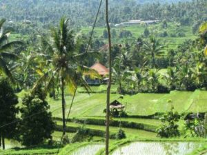Rijst terrassen op Bali