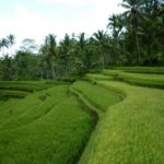 rijstterrassen in de bergen van Bali